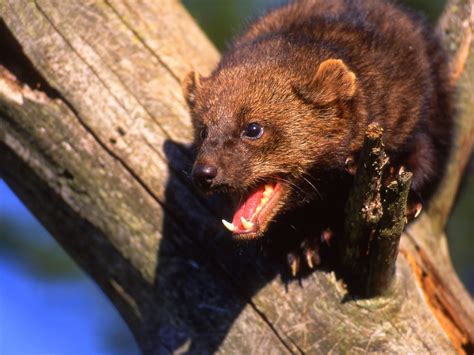 Fisher Cats make a screaming noise because they are excited to catch a mouse. . Fisher cat screaming sound